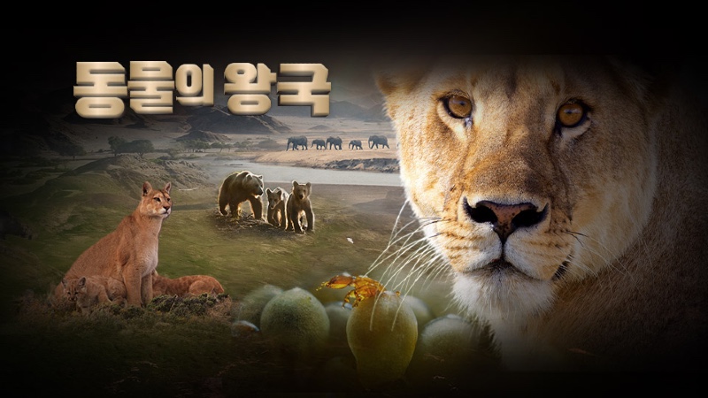동물의 왕국.jpg